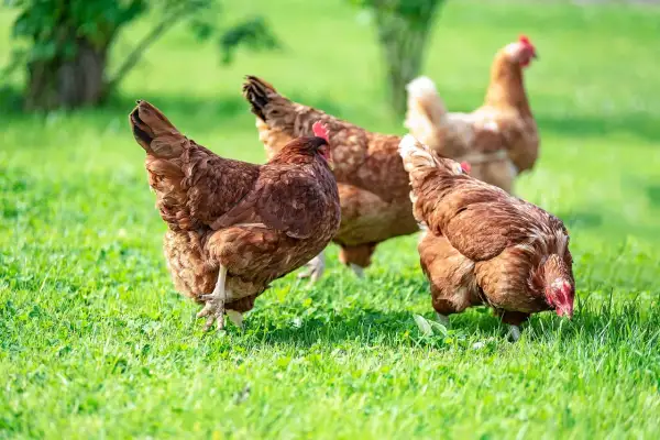 Mehrere braune Hühner auf einer grünen Wiese. Ein Huhn atmet schwer, während es nach Futter sucht.