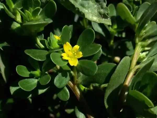 Ein kleines, gelbes Blümchen auf einem Portulak. Was ist Portulak? Eine fleischige Pflanze, die man essen kann.
