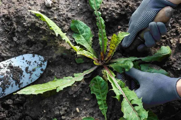 Gartenarbeit: Hände mit Handschuhen und Werkzeug entfernen Löwenzahn. Eine Unkrautliste mit Bildern hilft bei der Identifizierung.