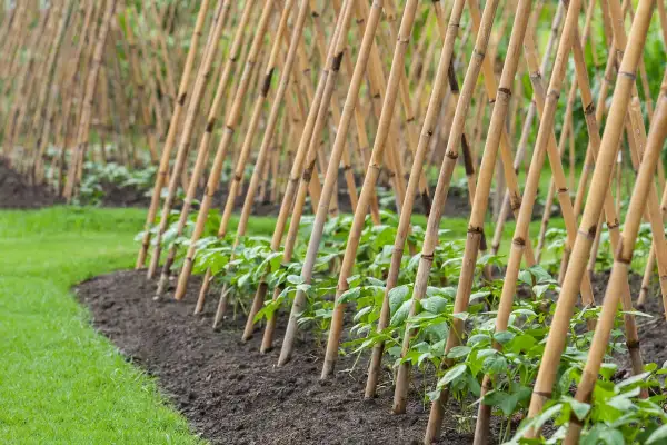 Reihen von jungen Stangenbohnen wachsen an Bambusgestellen. Die Mischkultur im Garten verspricht eine reiche Ernte.