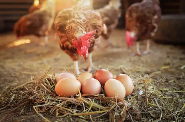 Ein Huhn steht über einem Nest mit Eiern und wirft die Frage auf: was war zuerst da das huhn oder das ei?