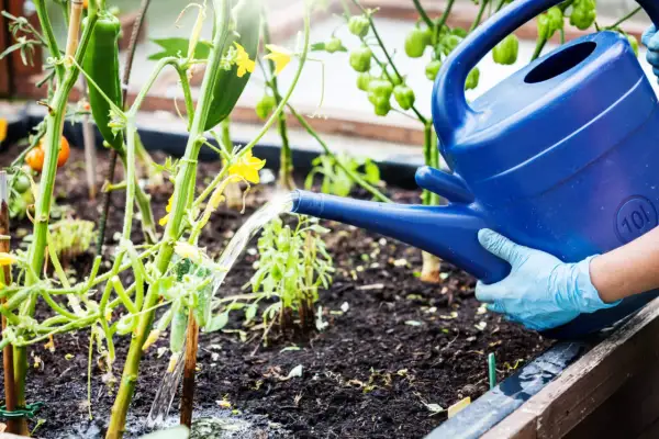 Gartensaison: Gurken brauchen Regenschutz, daher wird mit einer blauen Gießkanne gewässert.