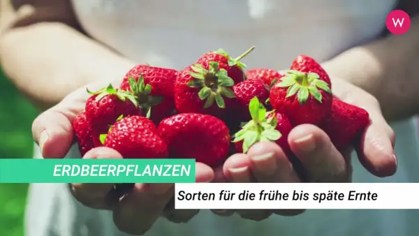Hände halten frische, rote Erdbeeren. Diese Erdbeeren sind wie kleine Herzblätter, bereit für die Ernte.