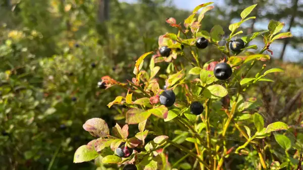 Reife Blaubeeren am Strauch. Der ideale Blaubeeren Standort im Wald, sonnig und mit Moos bewachsen.
