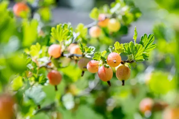 Reife Stachelbeeren hängen an einem sonnenbeschienenen Zweig. Der ideale stachelbeere standort ist sonnig und geschützt.