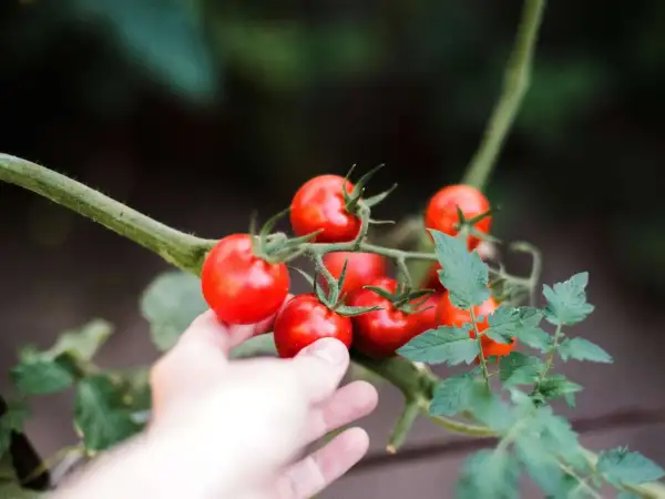 Hand reaches out to pick ripe red tomatoes from the vine.