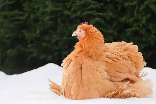 Ein orangefarbenes Huhn sitzt im Schnee. Es könnte einen Vitamin B Mangel haben, da sein Gefieder etwas struppig wirkt.