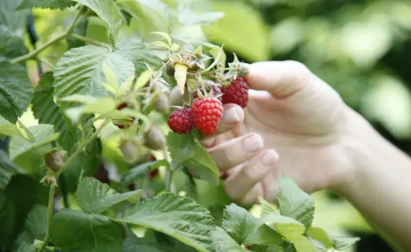 Hand pflückt reife Himbeeren. Die leuchtend roten Früchte zeigen, wann sind Himbeeren reif und bereit für die Ernte.