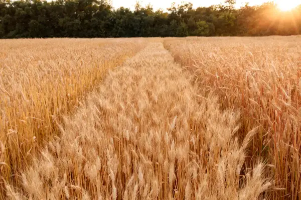 Ein Feld voller goldener Ähren, die sich im Sonnenlicht wiegen. Der Weg durch den **durum weizen** verspricht eine reiche Ernte.