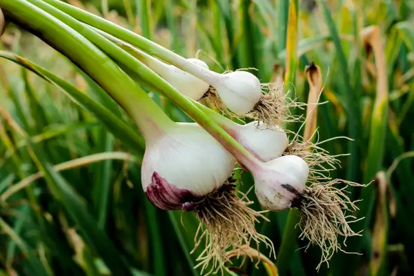 Frisch geernteter Knoblauch aus dem Supermarkt, bereit zum Pflanzen. Die weißen Zwiebeln mit ihren feinen Wurzeln hängen an grünen Stielen.