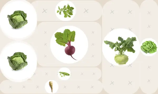 Rote Bete, Kohlrabi und Kohlköpfe als Nachbarn im Gemüsebeet. Daneben Erbsen, Petersilienwurzel und Kräuter.